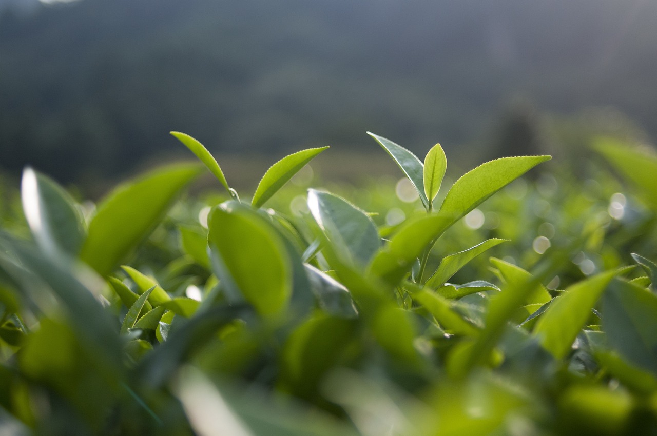 中国十大名茶最新排名揭秘，千年传承与卓越品质的茗茶风采探索