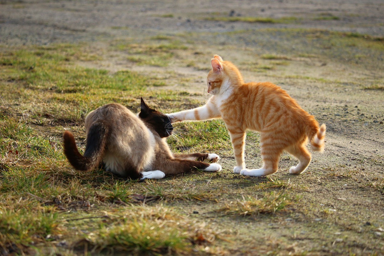 猫咪大战争最新版下载，策略冒险之旅开启！